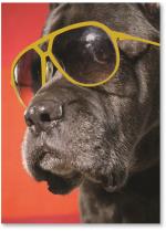 Black Dog In Sunglasses