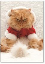 Cat in Santa suit