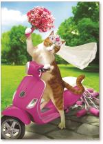 Cat bride scooter ride