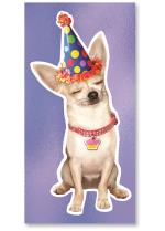 Dog with birthday hat.