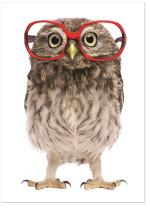Owl with glasses