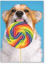Dog with a lollipop