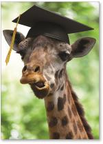 Giraffe with grad hat