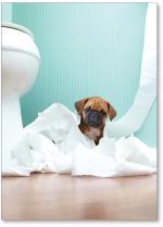 Puppy in toilet paper