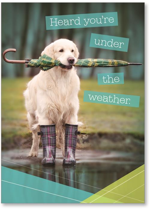 Dog with umbrella in mouth