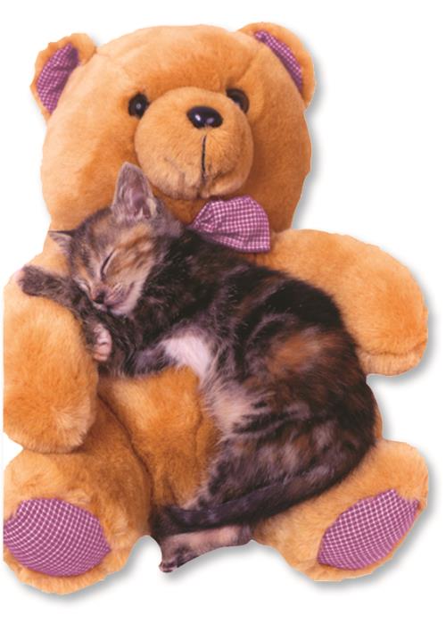 Diecut Teddy & Kitten