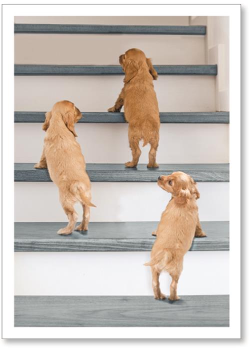 dogs climbing stairs