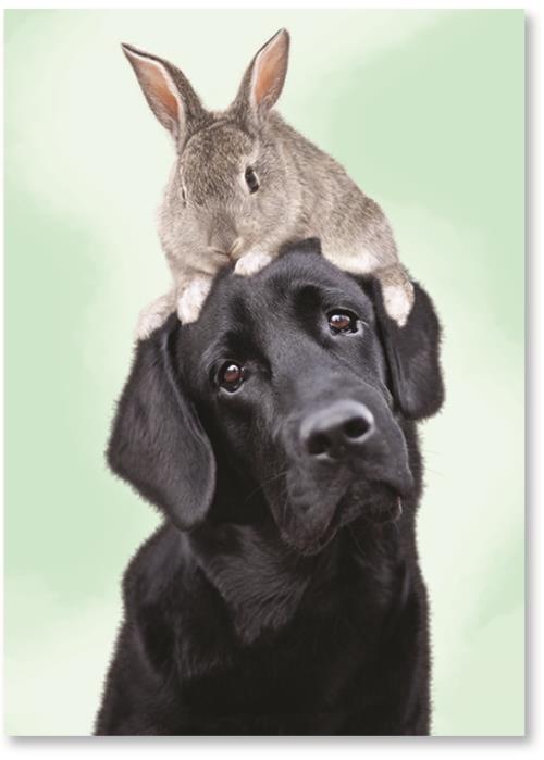 Dog with rabbit on head.