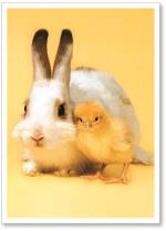 Bunny And Chick