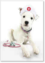 White Puppy in Nurse Hat