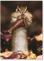 Squirrel Eating Drumstick
