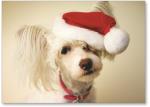Dog wearing Santa hat