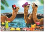 Hot tub Camels