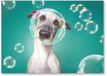 Dog with Bubbles