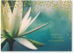 waterlilly floral photo