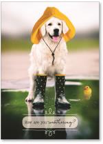 Rain gear dog.