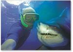Selfie with a shark