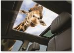 Giraffe looking in sunroof