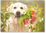 Dog with flowers.