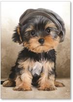 Puppy in a hat