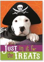 Beau the Pirate Dog