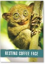 slow loris / resting coffee face