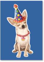 Dog with birthday hat.