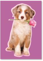 Dog with rose.