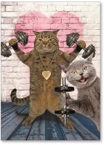 Cats lifting weights