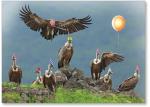 Vultures with party hats