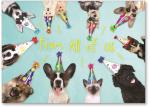 Group of dogs and cats in party hats